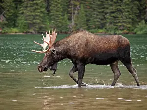 Wade: Moose - male in water