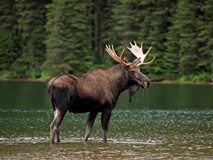 Wade: Moose - male in water