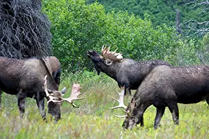 Grou: Moose - males