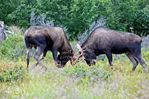 Approximately: Moose - males approximately 2 to 3 years old - fighting