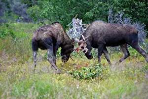 Approximately: Moose - males approximately 2 to 3 years old - fighting