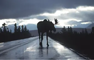 Elks: MOOSE - in middle of road