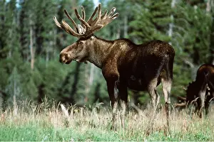Sideview: MOOSE - sideview tree behind