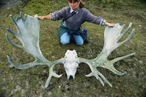 Bleached: Moose skull