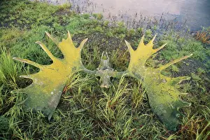 Bleached: Moose skull