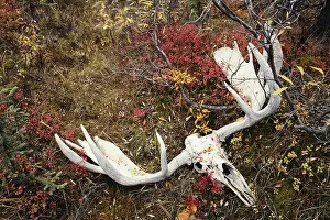 Bleached: Moose skull and antlers