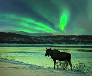 Situation: Moose at Tysfjord with northern lights in Norway