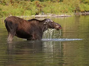 Wade: Moose - in water