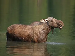 Wade: Moose - in water