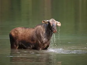 Wade: Moose - in water