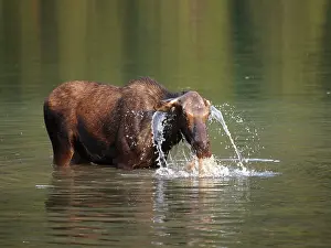 Wade: Moose - in water