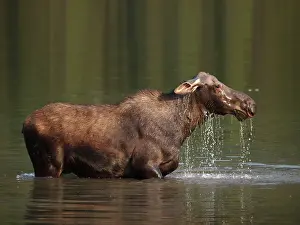 Wade: Moose - in water