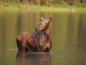 Wade: Moose - in water