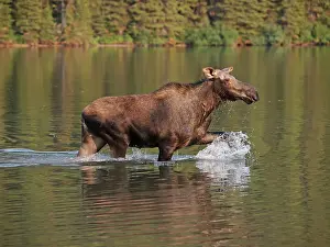 Wade: Moose - in water