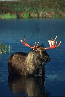 Elks: MOOSE - in water