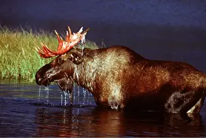 Washing: MOOSE - in water