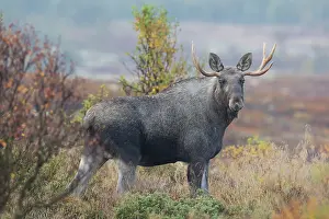 160517: Moose young bull in moorland Jaemtland, Sweden
