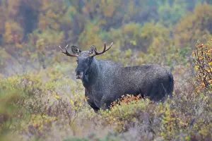 160517: Moose young bull in moorland Jaemtland, Sweden