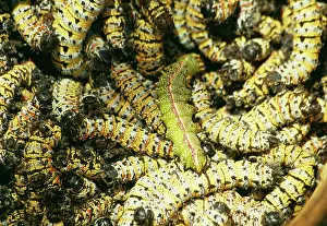 Mopane: Mopane Emperor MOTH - Caterpillars / worms' gathered