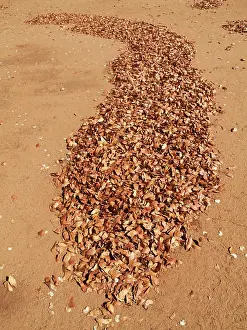Mopane: Mopane Leaves