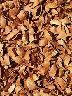 Mopane: Mopane Leaves