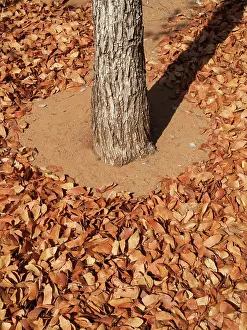 Mopane: Mopane Leaves