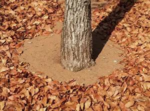 Mopane: Mopane Leaves