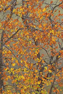 Mopane: Mopane Tree