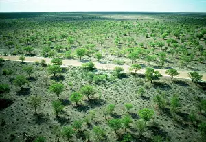 Mopane: Mopane Trees