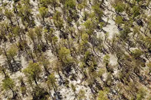 Endorheic: Mopane Trees aerial view