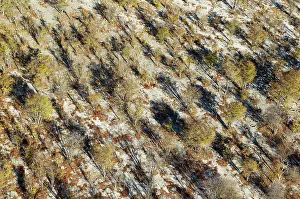 Endorheic: Mopane Trees aerial view