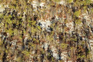 Endorheic: Mopane Trees aerial view