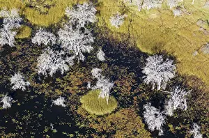 Died: Mopane Trees many have died due to the permanently