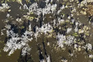 Died: Mopane Trees many have died due to the permanently