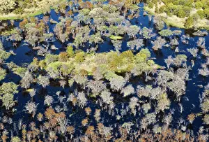 Died: Mopane Trees many have died due to the permanently