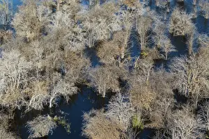Died: Mopane Trees many have died due to the permanently