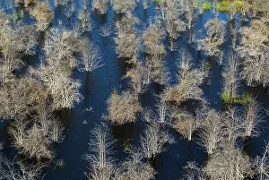 Died: Mopane Trees many have died due to the permanently