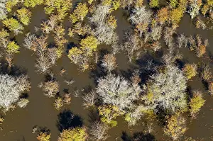 Died: Mopane Trees many have died due to the permanently