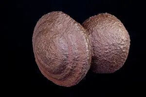 Concretions: Moqui marbles