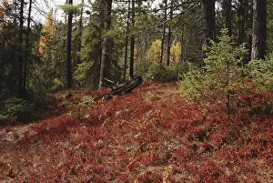 Micro: Moraine in a Wisconsin Bog