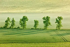 Moravia: Moravian rolling landscape with trees in early m