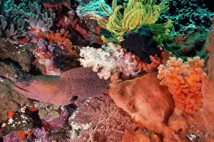 Javanicus: Moray Eel