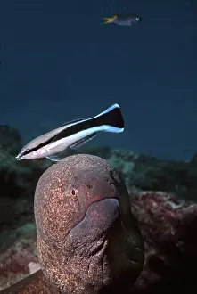 Wrasses: Moray Eel & Cleaner Wrasse (Labroides Dimidiatus)