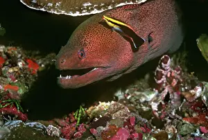 Wrasses: Moray Eel and Cleaner Wrasse (Labroides sp)