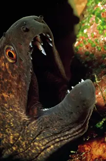 Douglas David Seifert: Moray Eel - close-up of head - mouth open