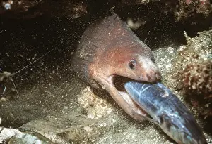 Kill: MORAY EEL - eating prey
