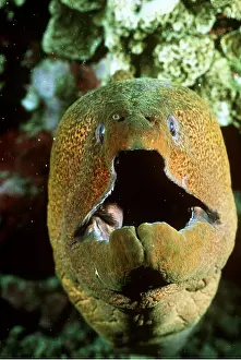 Mouths: MORAY EEL - head open, mouth open
