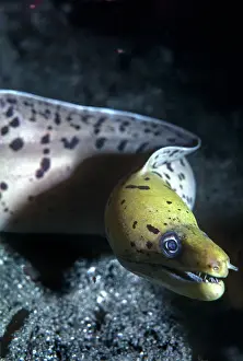 Meter: Moray eel - a meter in length this moray showed