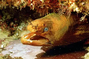 Douglas David Seifert: Moray Eel - with mouth open