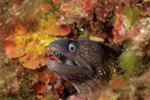 Cala: Moray eel Muraena helena Cala Scura Giglio Island Tuscany Ar